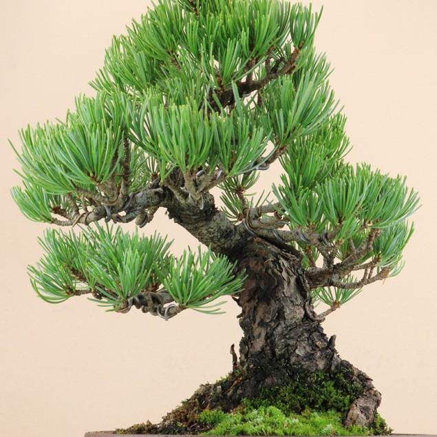 【送料無料】 五葉松 - 宮島 - 貴風サイズ（松盆栽）いよじ園 五葉松 宮島 貴風サイズ