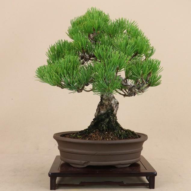 【送料無料】 五葉松 - 宮島 - 貴風サイズ（松盆栽）いよじ園 五葉松 宮島 貴風サイズ