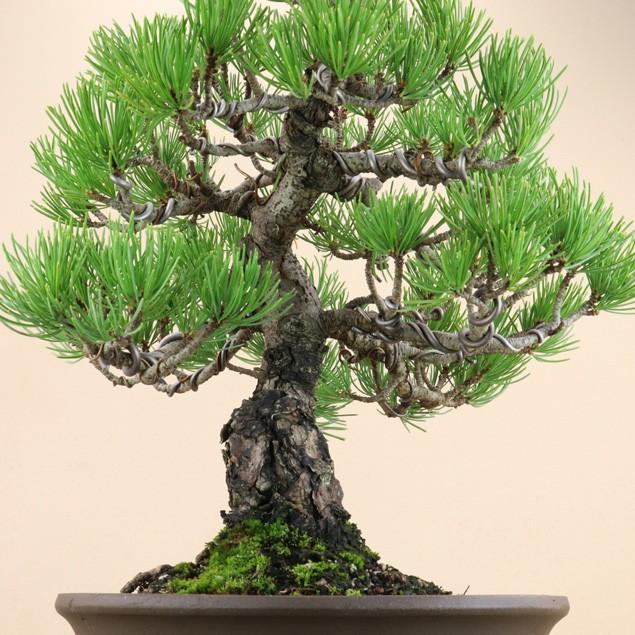 【送料無料】 五葉松 - 宮島 - 貴風サイズ（松盆栽）いよじ園 五葉松 宮島 貴風サイズ