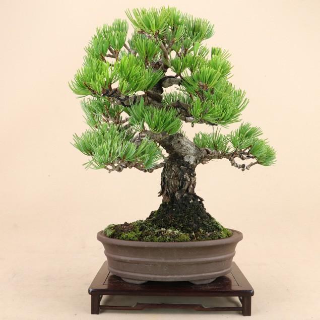 【送料無料】 五葉松 - 宮島 - 貴風サイズ（松盆栽）いよじ園