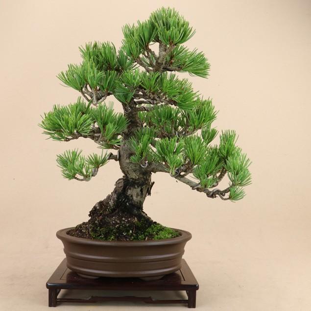 【送料無料】 五葉松 - 宮島 - 貴風サイズ（松盆栽）いよじ園