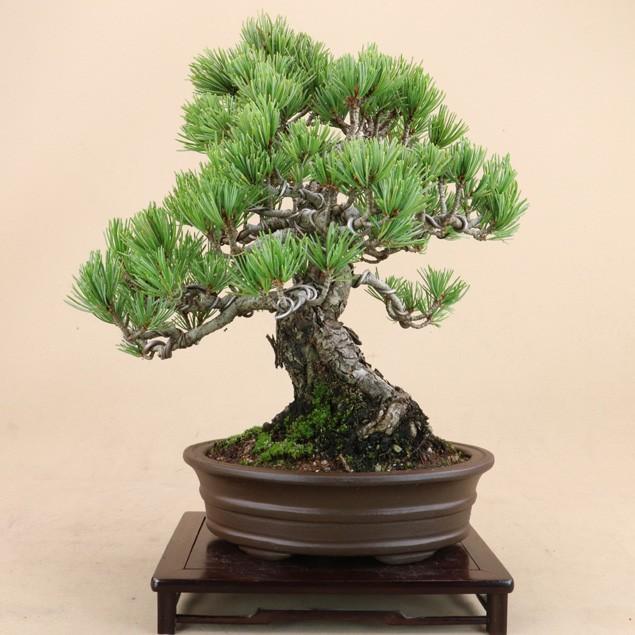 【送料無料】 五葉松 - 宮島 - 貴風サイズ（松盆栽）いよじ園 五葉松 宮島 貴風サイズ