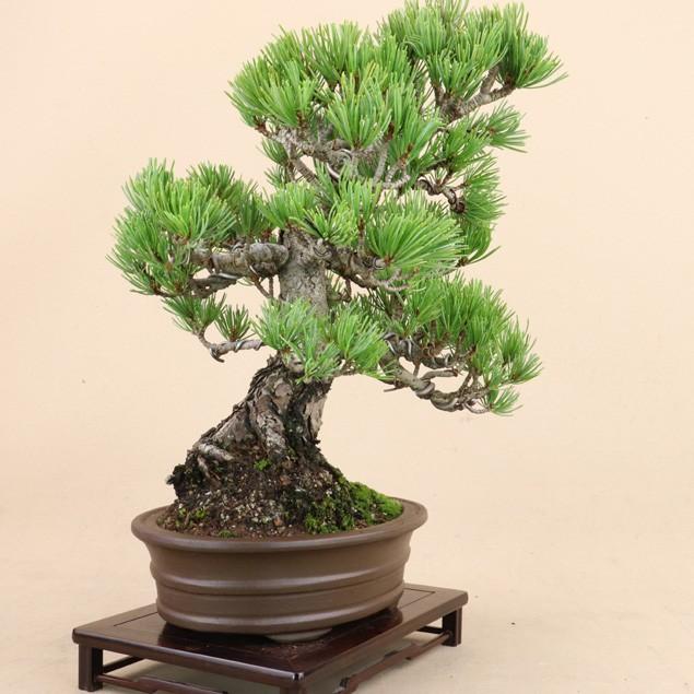 【送料無料】 五葉松 - 宮島 - 貴風サイズ（松盆栽）いよじ園 五葉松 宮島 貴風サイズ