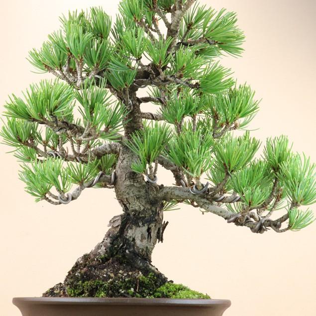 【送料無料】 五葉松 - 宮島 - 貴風サイズ（松盆栽）いよじ園 五葉松 宮島 貴風サイズ