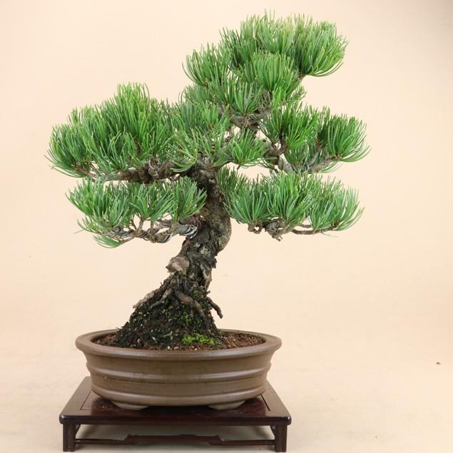 【送料無料】 五葉松 - 宮島 - 貴風サイズ（松盆栽）いよじ園