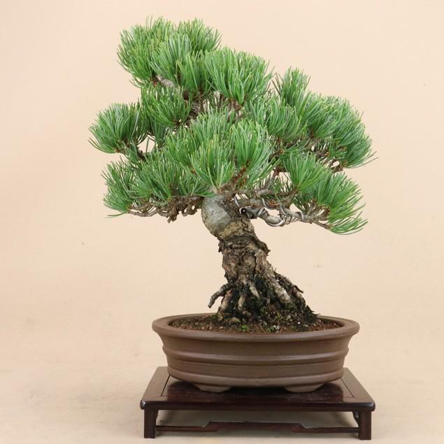 【即購入⭕️】 【送料無料】 五葉松 - 宮島 - 貴風サイズ（松盆栽）いよじ園 【I2234618113】(11500円)