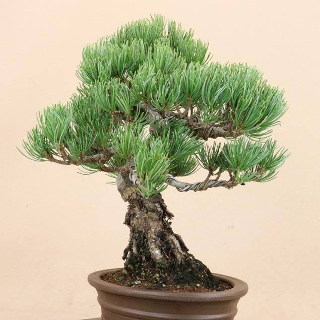 貴風盆栽、五葉松(幹太)模様木 やや汚れ傷有り 貴風盆栽、五葉松(幹太)