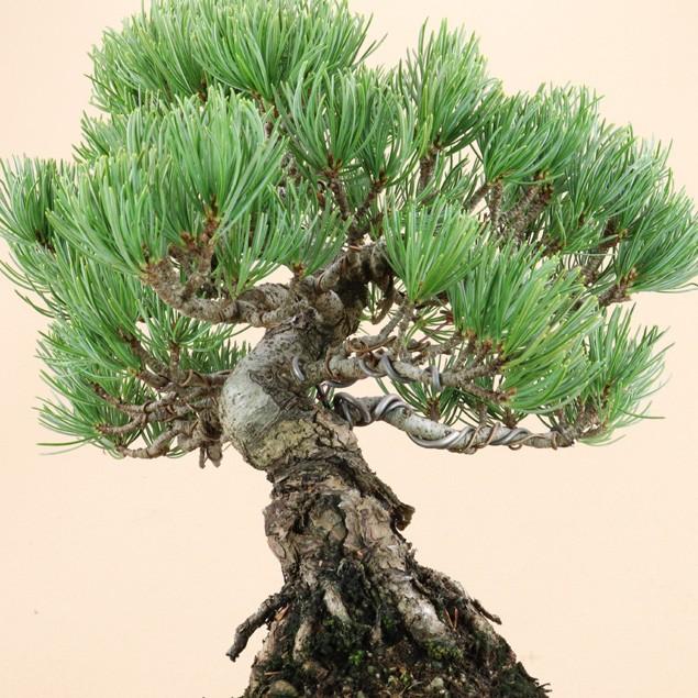 【即購入⭕️】 【送料無料】 五葉松 - 宮島 - 貴風サイズ（松盆栽）いよじ園 【I2234618113】(11500円)