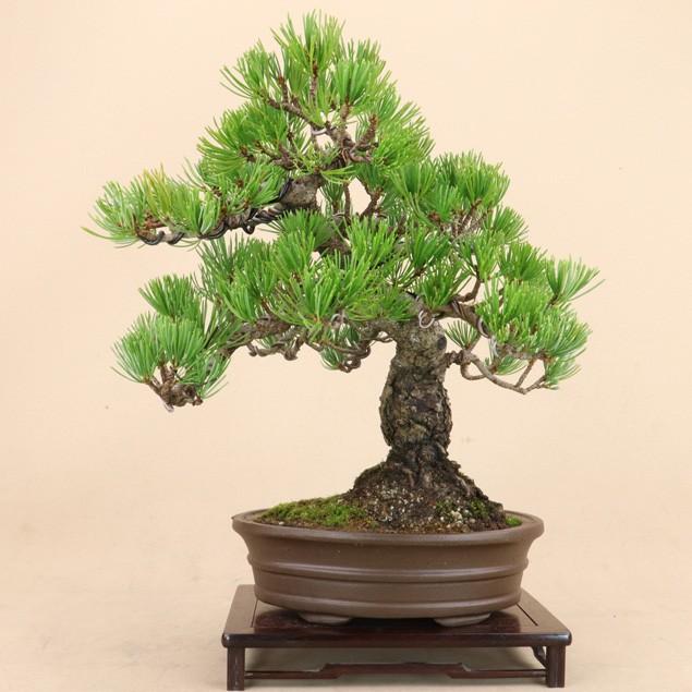 【送料無料】 五葉松 - 宮島 - 貴風サイズ（松盆栽）いよじ園