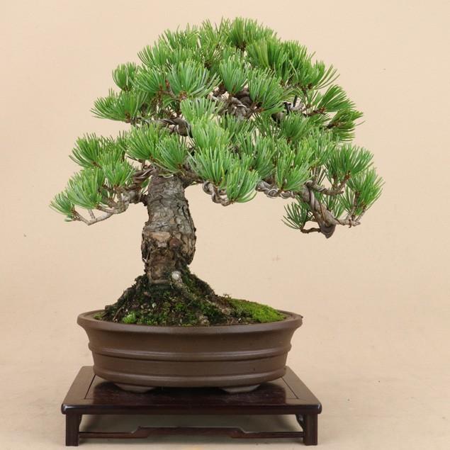 公式 グッズ 【送料無料】 五葉松 - 宮島 - 貴風サイズ（松盆栽）いよじ園 【HO2428931323】(12500円)