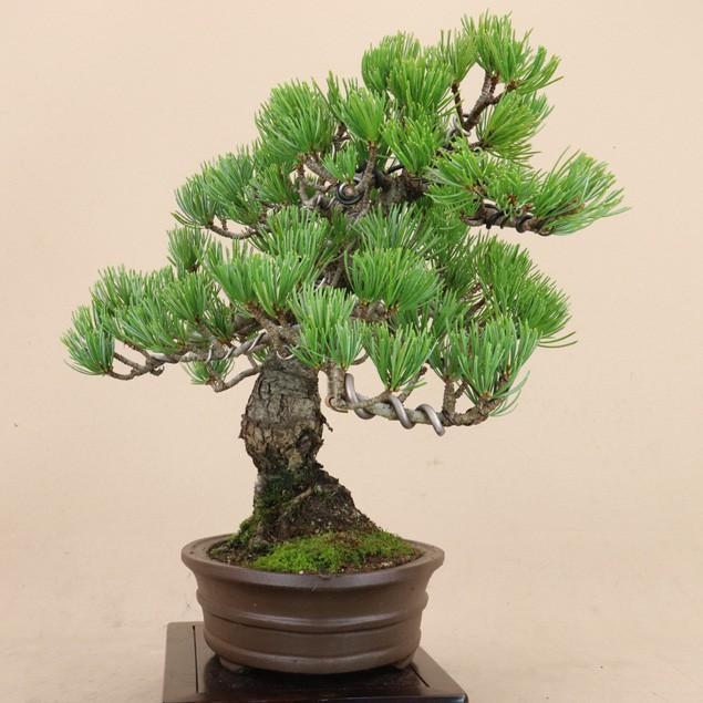 公式 グッズ 【送料無料】 五葉松 - 宮島 - 貴風サイズ（松盆栽）いよじ園 【HO2428931323】(12500円)