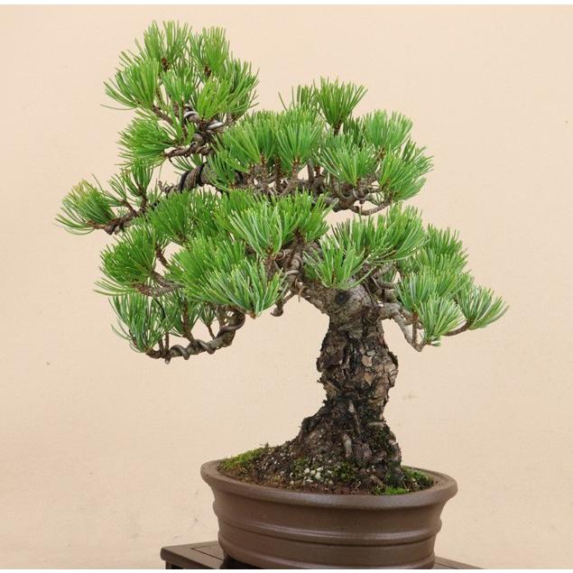 公式 グッズ 【送料無料】 五葉松 - 宮島 - 貴風サイズ（松盆栽）いよじ園 【HO2428931323】(12500円)