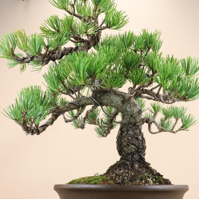 公式 グッズ 【送料無料】 五葉松 - 宮島 - 貴風サイズ（松盆栽）いよじ園 【HO2428931323】(12500円)