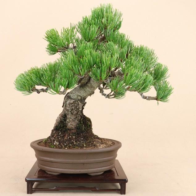 【送料無料】 五葉松 - 宮島 - 貴風サイズ（松盆栽）いよじ園
