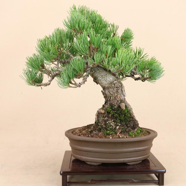 【送料無料】 五葉松 - 宮島 - 貴風サイズ（松盆栽）いよじ園 五葉松 宮島 貴風サイズ