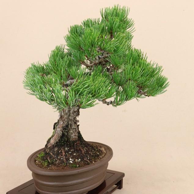 【送料無料】 五葉松 - 宮島 - 貴風サイズ（松盆栽）いよじ園 五葉松 宮島 貴風サイズ