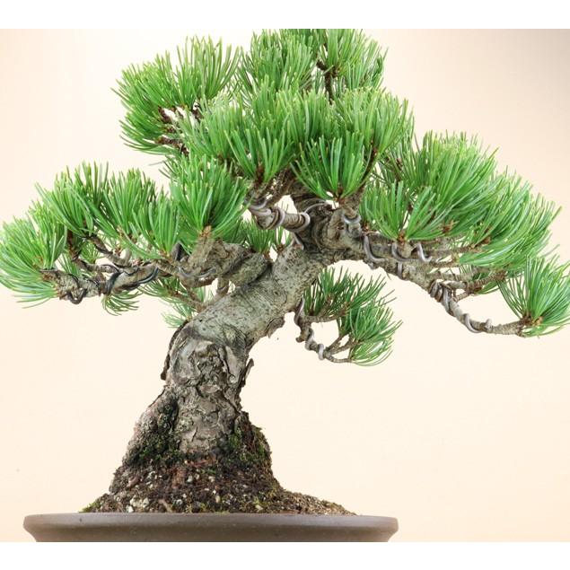 【送料無料】 五葉松 - 宮島 - 貴風サイズ（松盆栽）いよじ園 五葉松 宮島 貴風サイズ