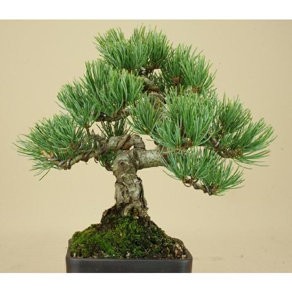 伊予樹園 五葉松（宮島）/小品盆栽盆栽 松松柏盆栽 
