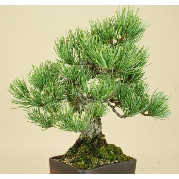 伊予樹園 五葉松（宮島）/小品盆栽盆栽 松松柏盆栽 
