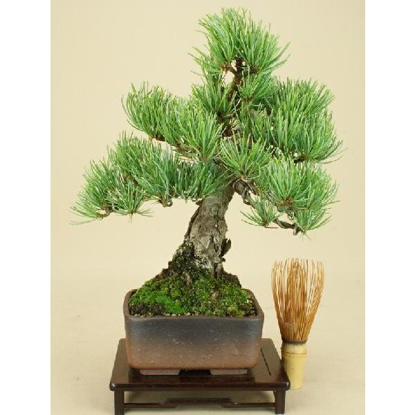 伊予樹園 五葉松（宮島）/小品盆栽盆栽 松松柏盆栽