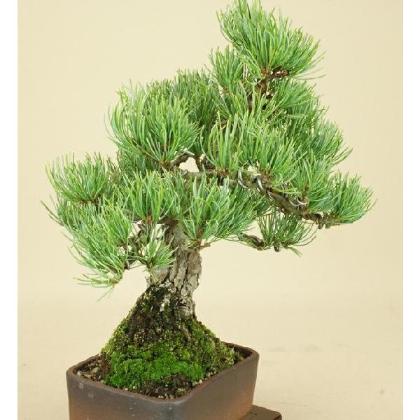 伊予樹園 五葉松（宮島）/小品盆栽盆栽 松松柏盆栽 
