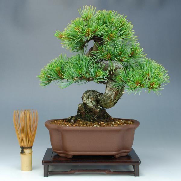 売上高ランキング 送料無料 盆栽 松 五葉松 宮島 伊予路園 小品盆栽 ミニ盆栽 松柏盆栽 Smtb Kd 販売サイト Murad Com Jo