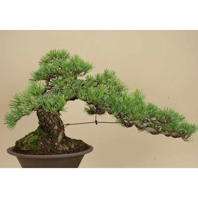 送料無料【盆栽 松】 五葉松 -宮島- [伊予路園]【中品盆栽】【松柏盆栽】 五葉松 宮島 中品盆栽