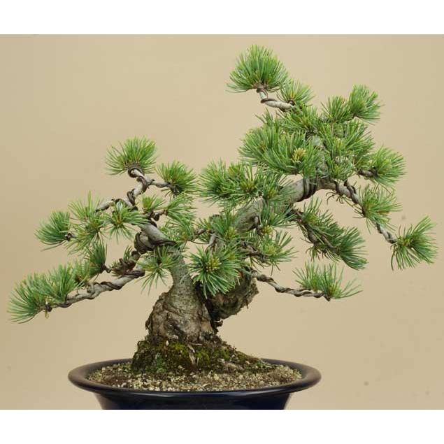 送料無料【盆栽 松】 五葉松 -宮島- [伊予路園]【中品盆栽】【松柏盆栽】 五葉松 宮島 中品盆栽