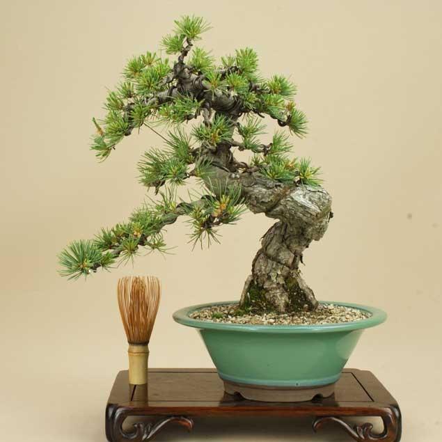 送料無料【盆栽 松】 五葉松 -宮島- [伊予路園]【中品盆栽】【松柏盆栽】