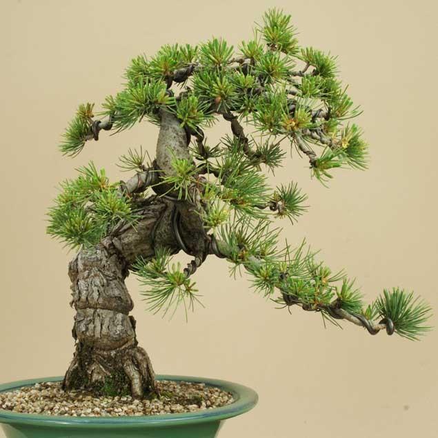 【クーポン】 送料無料【盆栽 松】 五葉松 -宮島- [伊予路園]【中品盆栽】【松柏盆栽】 【2275987212】(11713円)