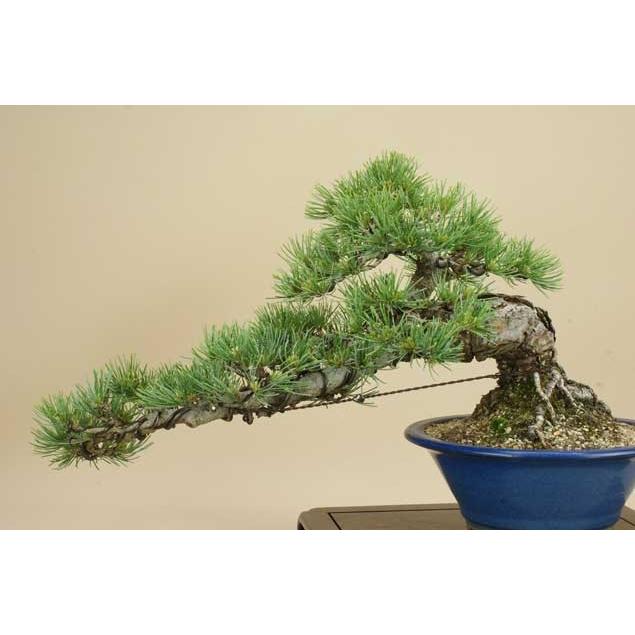 送料無料【盆栽 松】 五葉松 -宮島- [伊予路園]【中品盆栽】【松柏盆栽】 五葉松 宮島 中品盆栽