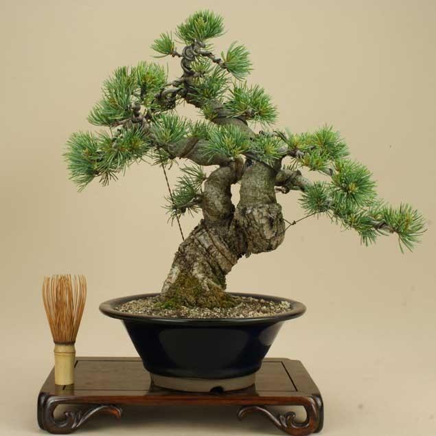 送料無料【盆栽 松】 五葉松 -宮島- [伊予路園]【中品盆栽】【松柏盆栽】