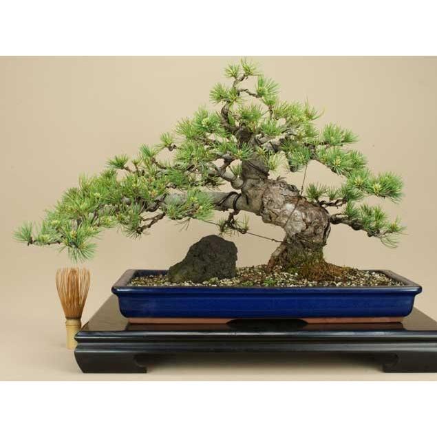 送料無料【盆栽 松】 五葉松 -宮島- [伊予路園]【中品盆栽】【松柏盆栽】