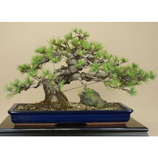 送料無料【盆栽 松】 五葉松 -宮島- [伊予路園]【中品盆栽】【松柏盆栽】 五葉松 宮島 中品盆栽