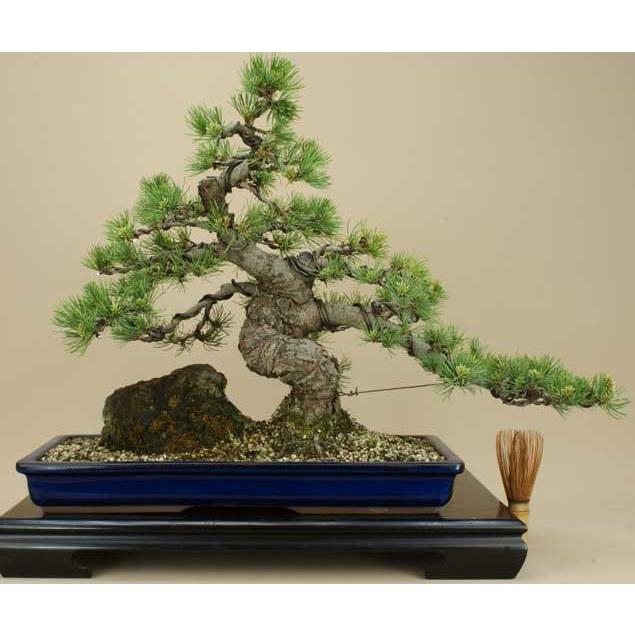 送料無料【盆栽 松】 五葉松 -宮島- [伊予路園]【中品盆栽】【松柏盆栽】