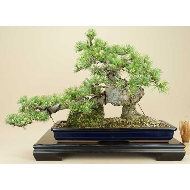 送料無料【盆栽 松】 五葉松 -宮島- [伊予路園]【中品盆栽】【松柏盆栽】