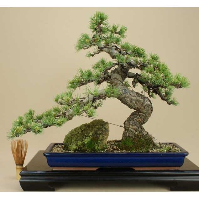 送料無料【盆栽 松】 五葉松 -宮島- [伊予路園]【中品盆栽】【松柏盆栽】