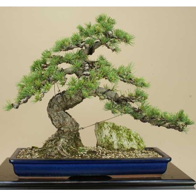 【国産】 送料無料【盆栽 松】 五葉松 -宮島- [伊予路園]【中品盆栽】【松柏盆栽】 【2869795543】(14769円)