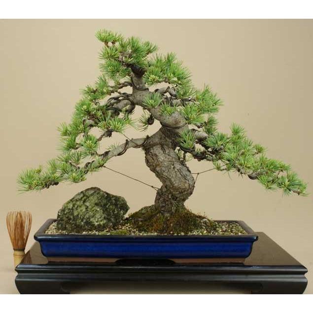 送料無料【盆栽 松】 五葉松 -宮島- [伊予路園]【中品盆栽】【松柏盆栽】