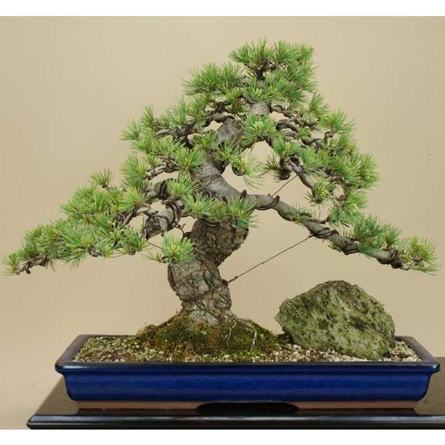 ⭐公式品⭐ 送料無料【盆栽 松】 五葉松 -宮島- [伊予路園]【中品盆栽】【松柏盆栽】 【3229852505】(16622円)