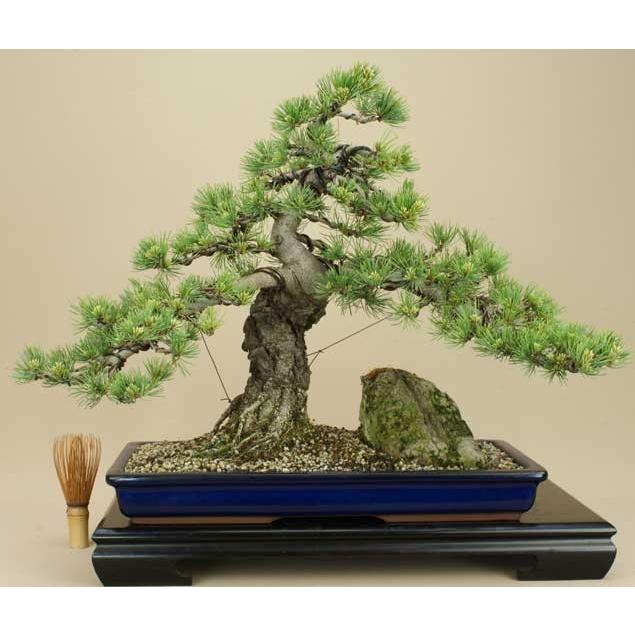 送料無料【盆栽 松】 五葉松 -宮島- [伊予路園]【中品盆栽】【松柏盆栽】