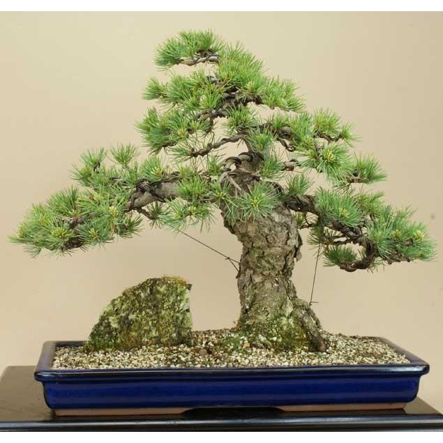 【24時間以内発送】 送料無料【盆栽 松】 五葉松 -宮島- [伊予路園]【中品盆栽】【松柏盆栽】 【G2913317339】(14993円)