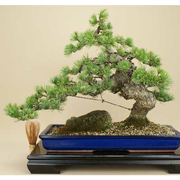 送料無料】 五葉松 - 宮島 - 貴風サイズ（松盆栽）いよじ園