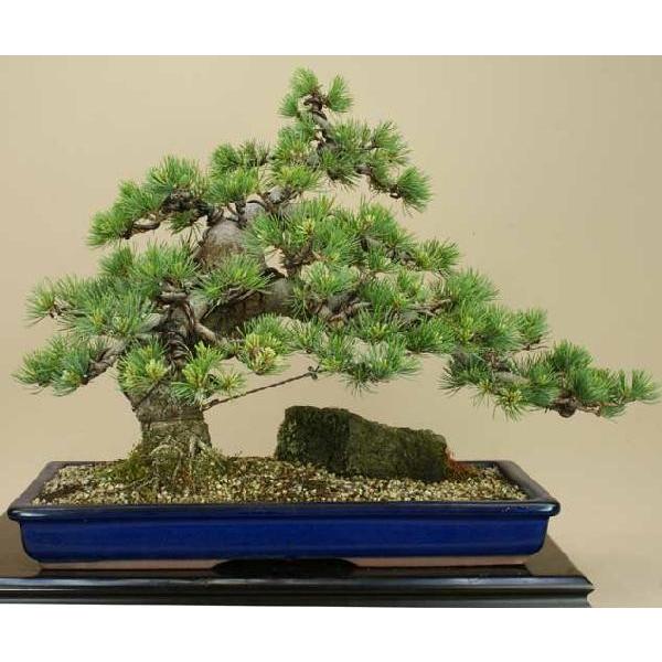 送料無料【盆栽 松】 五葉松 -宮島- [伊予路園]【中品盆栽】【松柏盆栽】 五葉松 宮島 中品盆栽