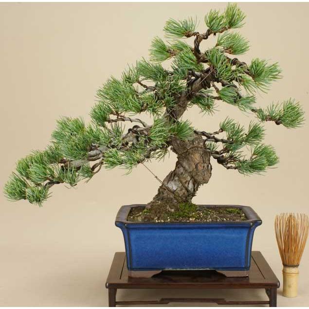 送料無料【盆栽 松】 五葉松 -宮島- [伊予路園]【中品盆栽】【松柏盆栽】