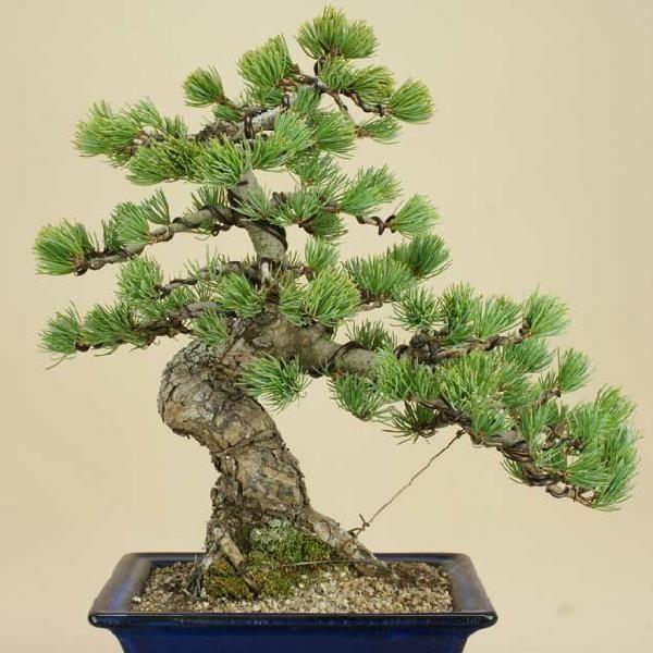 送料無料【盆栽 松】 五葉松 -宮島- [伊予路園]【中品盆栽】【松柏盆栽】 五葉松 宮島 中品盆栽