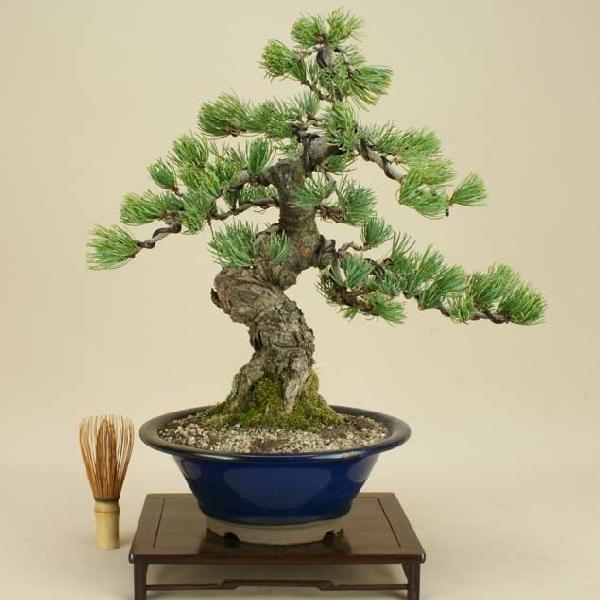 送料無料【盆栽 松】 五葉松 -宮島- [伊予路園]【中品盆栽】【松柏盆栽】