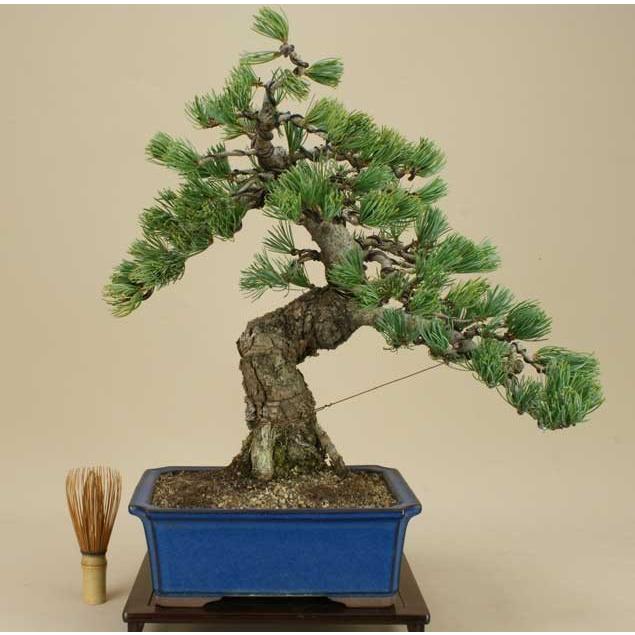 送料無料【盆栽 松】 五葉松 -宮島- [伊予路園]【中品盆栽】【松柏盆栽】