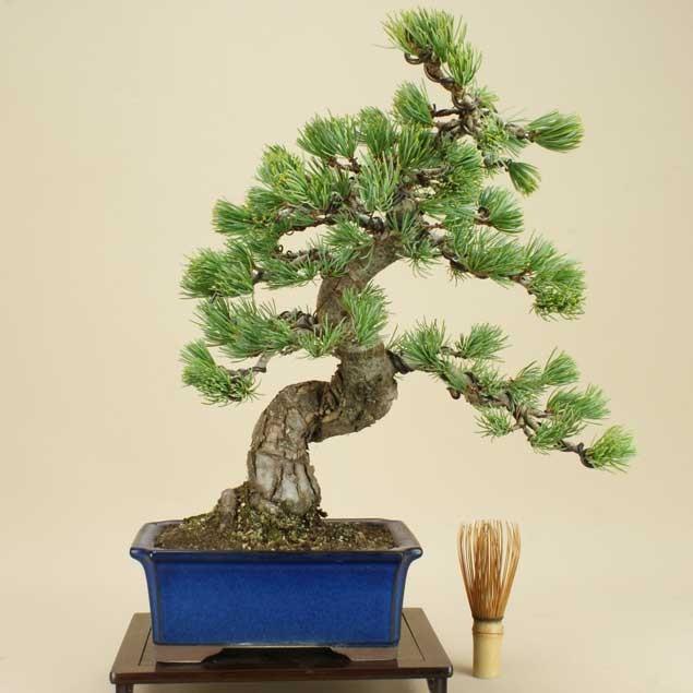 送料無料【盆栽 松】 五葉松 -宮島- [伊予路園]【中品盆栽】【松柏盆栽】