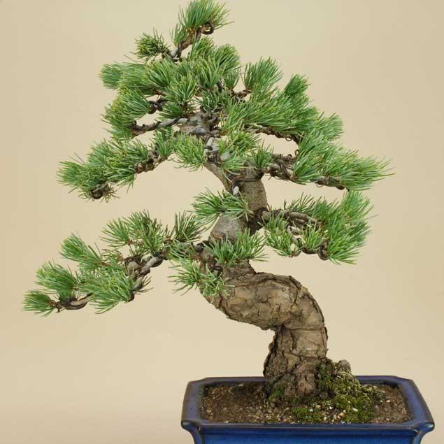 送料無料【盆栽 松】 五葉松 -宮島- [伊予路園]【中品盆栽】【松柏盆栽】 五葉松 宮島 中品盆栽